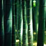 Bamboo free download