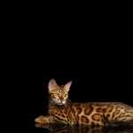 Bengal Cat high quality wallpapers