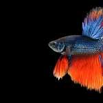 Betta wallpapers for iphone