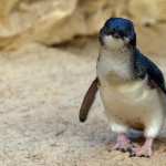 Fairy Penguin pic