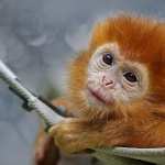 Golden Snub-nosed Monkey images