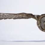 Great Grey Owl wallpapers for iphone