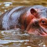 Hippo high definition photo