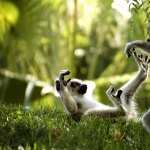 Lemur download