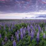 Lupine wallpapers hd