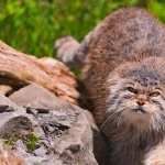 Pallas s Cat wallpapers for android