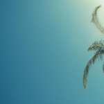 Palm Tree wallpapers hd