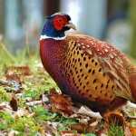 Pheasant images