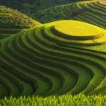 Rice Terrace high definition wallpapers