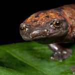 Salamander free