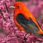 Tanager free wallpapers