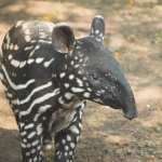 Tapir hd