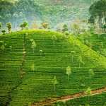 Tea Plantation new photos