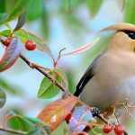 Waxwing background