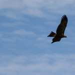 Wedge Tailed Eagle free wallpapers
