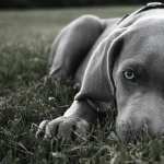 Weimaraner background