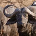 African Buffalo hd pics