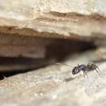 Ant wallpapers hd