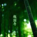 Bamboo wallpapers for android