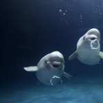 Beluga Whale wallpapers for android