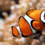 Clownfish free wallpapers