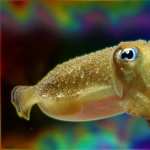 Cuttlefish free wallpapers