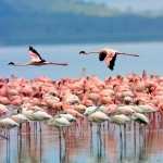 Flamingo new photos