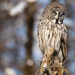 Great Grey Owl hd photos