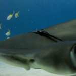Hammerhead Shark desktop wallpaper