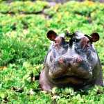 Hippo new photos