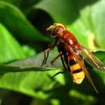 Hoverfly pic