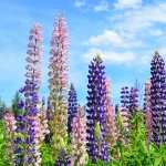 Lupine high quality wallpapers