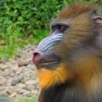 Mandrill wallpapers for iphone