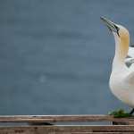 Northern Gannet high quality wallpapers