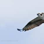 Osprey wallpapers for iphone