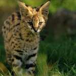 Serval full hd