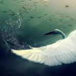 Swan free
