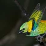 Tanager wallpapers