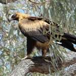 Wedge Tailed Eagle wallpapers for android