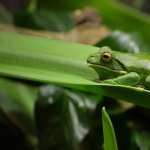 White-lipped Tree Frog wallpapers