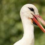 White Stork widescreen