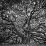 Angel Oak Tree free download