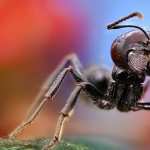Ant high definition wallpapers