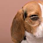 Beagle download wallpaper