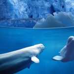 Beluga Whale hd pics