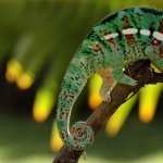 Chameleon wallpapers for android