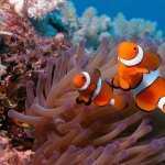 Clownfish high definition photo