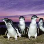 Fairy Penguin free wallpapers