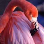 Flamingo desktop