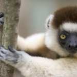 Lemur hd photos